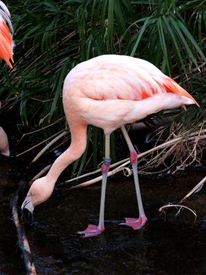 Flamingo.jpg