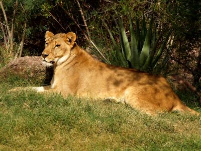 Lioness.jpg