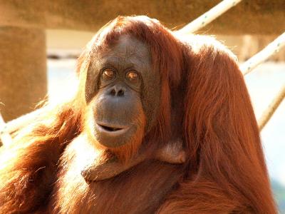 Sad Orangutan.jpg
