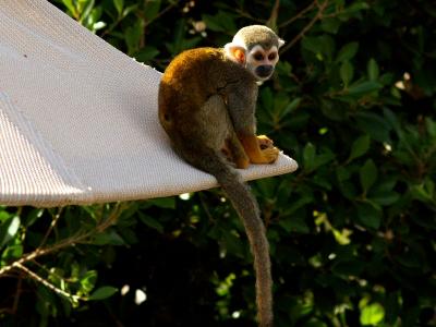 Squirrel Monkey.jpg