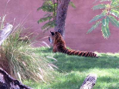 Tiger.jpg