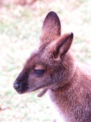 Wallaby.jpg