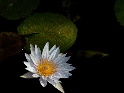 Water Lily.jpg