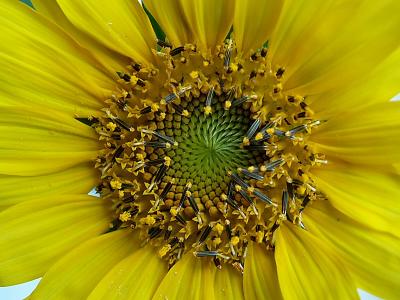 Sunflower Close Up.jpg