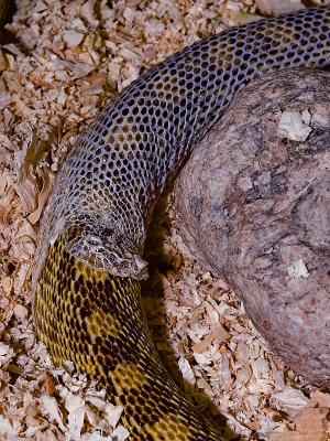 Molting 2.jpg