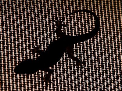 Gecko 1.jpg