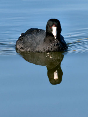 Angry old coot.jpg
