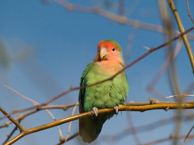 Lovebird 01.jpg