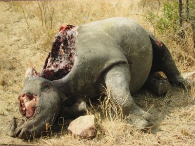 Rhino killed by poachers