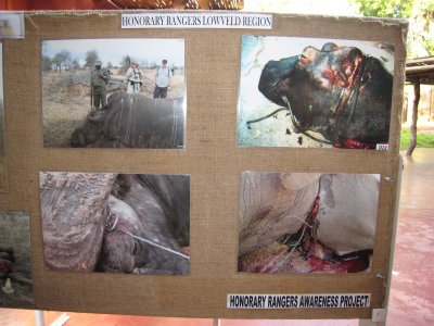 Some killed animals