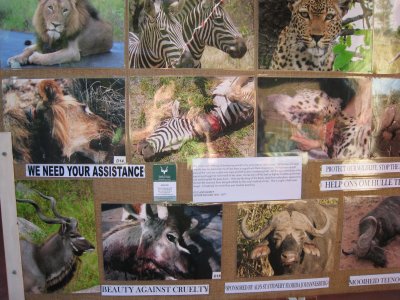 More dead animals