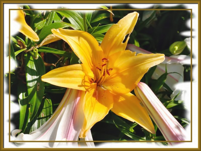 Jerrys Flowers