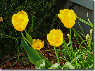 Inez Tulips
