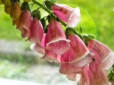 Foxglove Altered In LightZone
