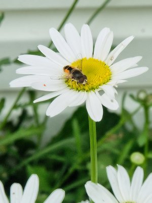 Bee On Flower, A Crop