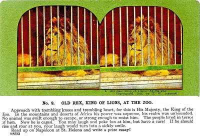 Lion copy.jpg