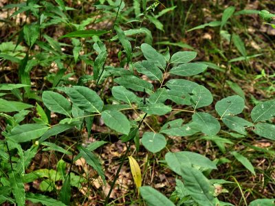 To Be Avoided - Poison Ivy