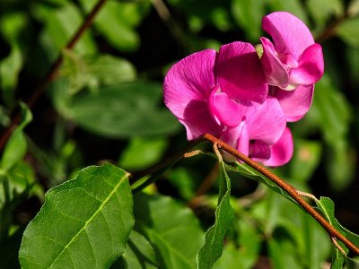 P8276399_lzn2.jpg