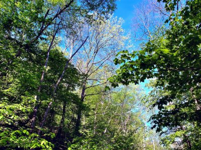 Looking Up On Trail #7