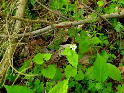 Wild Cucumber?