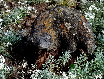 A Decoration In The Garden