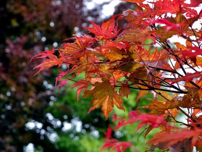 Craig Steered Me To This Red Maple