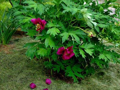 Peony In The Shade