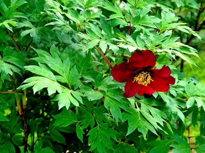 Peony With A Bit Of Sun