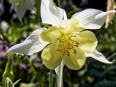 Back-Lit Columbine 