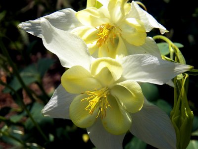Back-Lit Columbine  Macro Focus