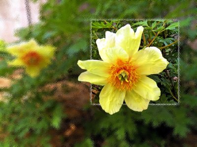 Linwood Gardens 05-26-12-Canyon Field Trip