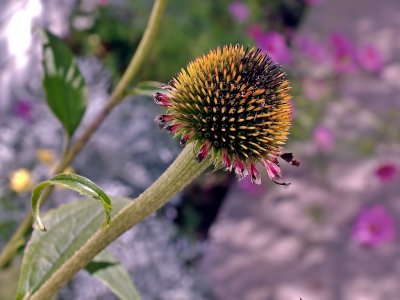 Seed Pod