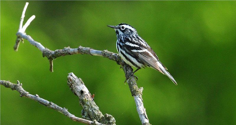 Black & White Warbler (Mniotilta varia)
