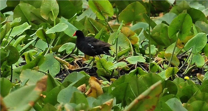 Common Moorhen (Gallinula chloropus)