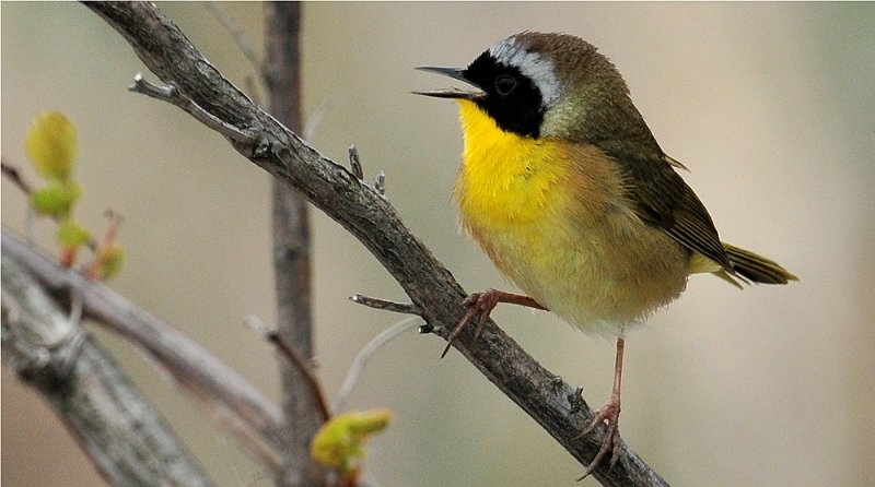 Common Yellowthroat