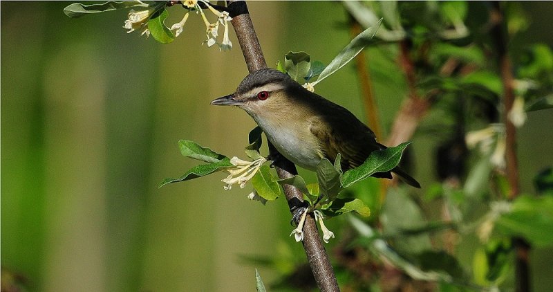 Red-eyed Vireo (Vireo olivaceus )