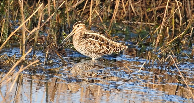 Wilsons Snipe (Gallinago delicata)
