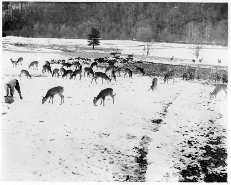 Another photo of the Croyles Pond deer - 1969