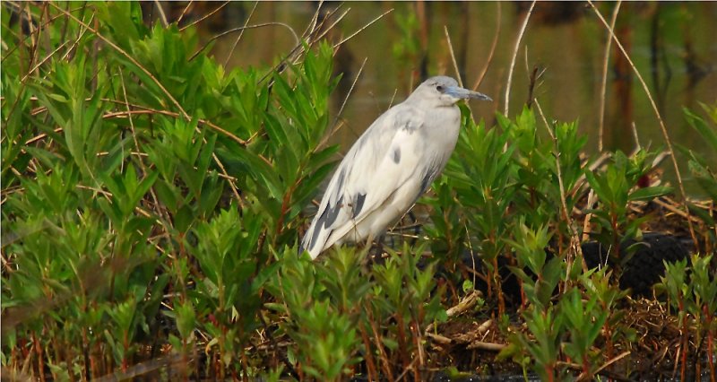 Little Blue Heron