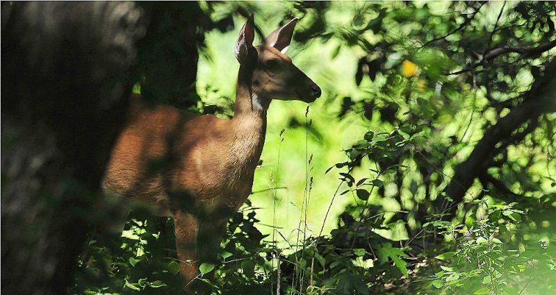 Whitetail Deer