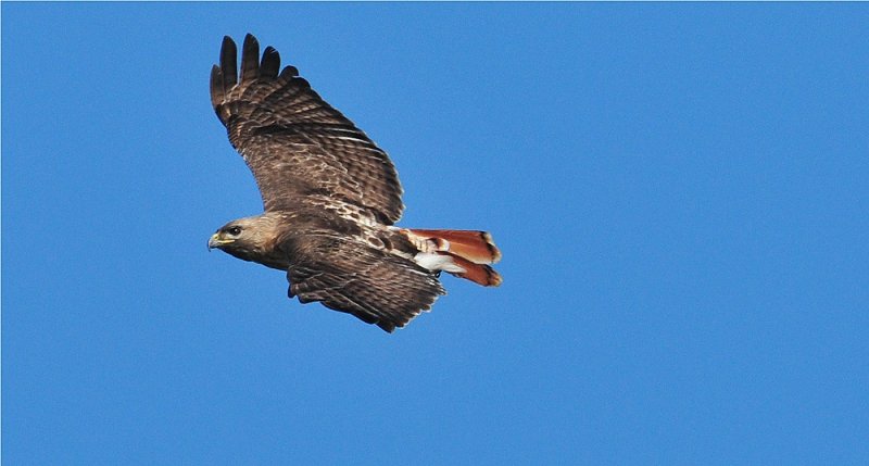 Red-tailed Hawk