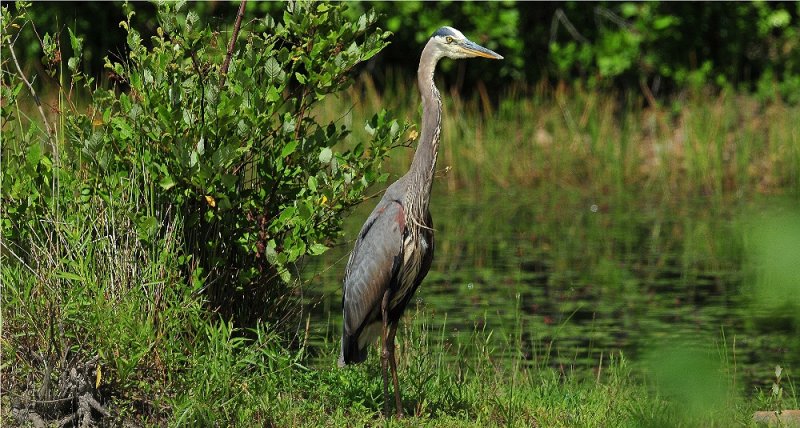 Great Blue Heron