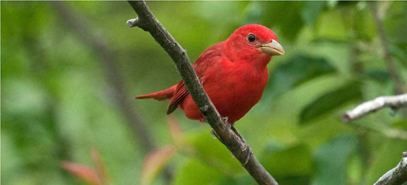 Summer Tanager 