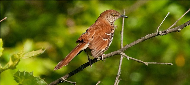 Brown Thrasher 