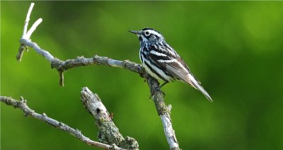 Black & White Warbler (Mniotilta varia)