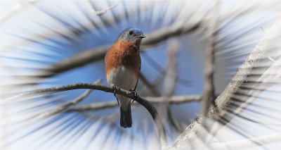 Eastern Bluebird