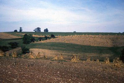 A Field of Corn Shocks