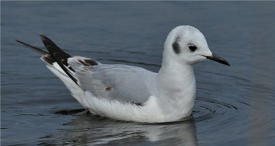 Bonaparte's Gull (Larus philadelphia)