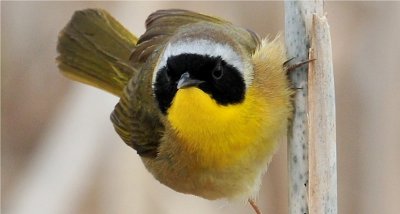 Common Yellowthroat (Geothlypis trichas)