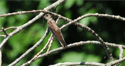 Northern Rough-winged Swallow (Stelgidopteryx serripennis)